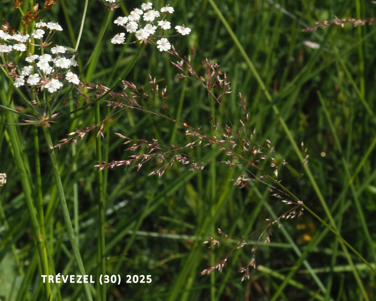 Bent, Silver flower